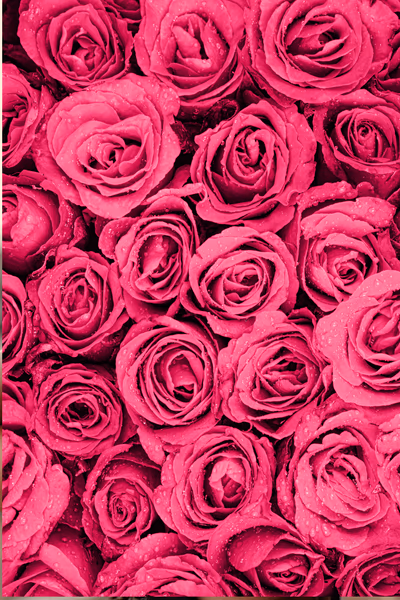 Rosen als Valentinstag-Symbol.